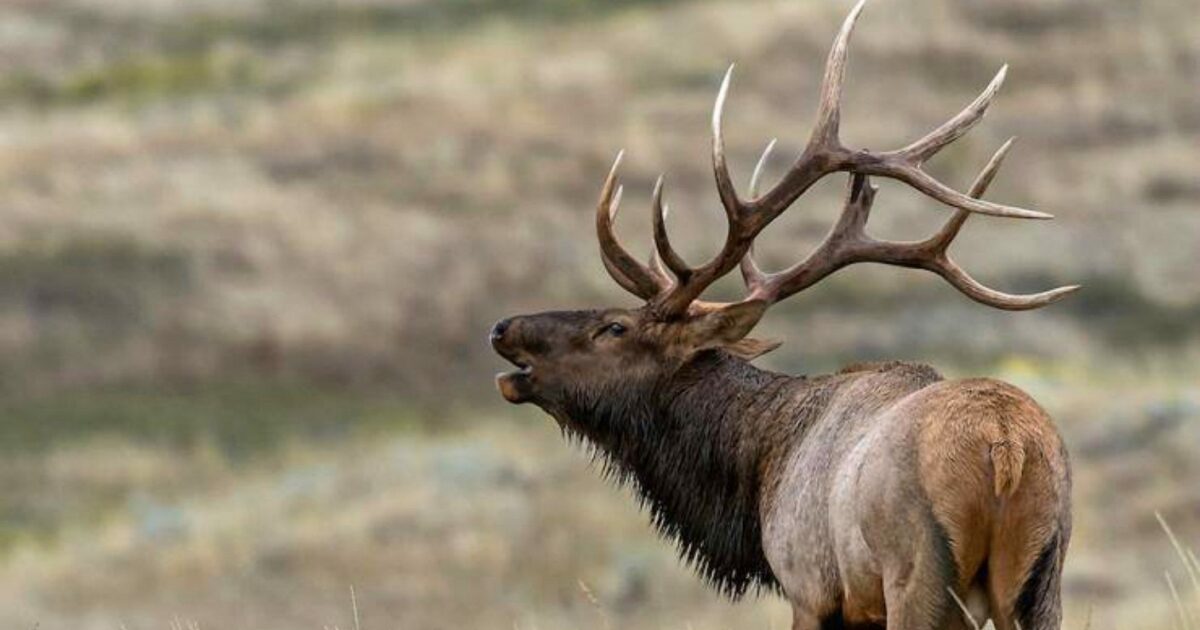 Arizona Elk Tag Sells For 240 000 During Live Hunting Retailer